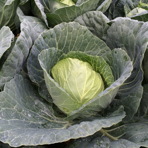 vegetable brassicas