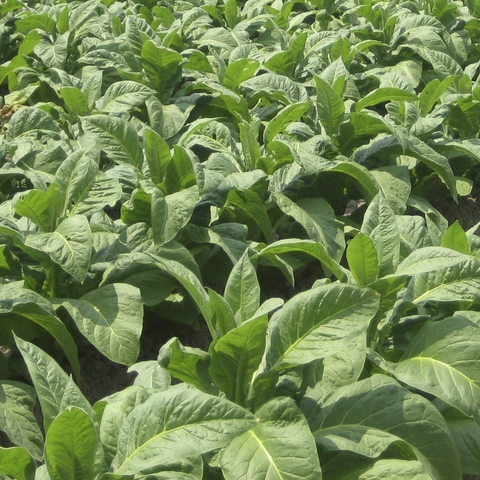 Tobacco